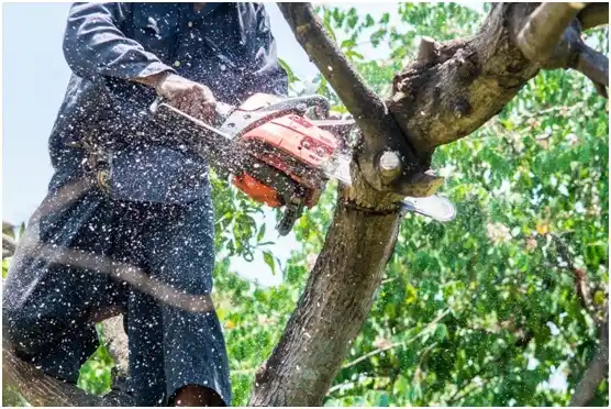 tree services Patterson Heights